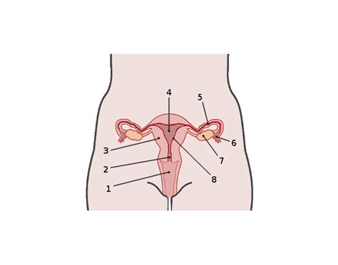 Draw a diagram of human female reproductive system and label the part. Label The Female Anatomy