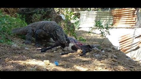 Komodo Dragons Eat Goats In Residential Areas Youtube