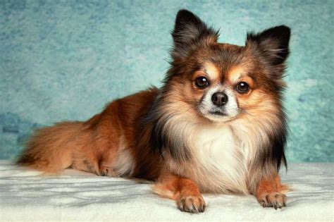 The Chihuahua Dog Breed