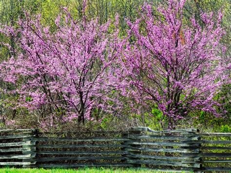 Learn how to grow and care for them and discover 6 common varieties. Flowering Trees | DIY