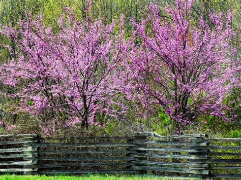 Summer flowering trees in nc. Flowering Trees | DIY