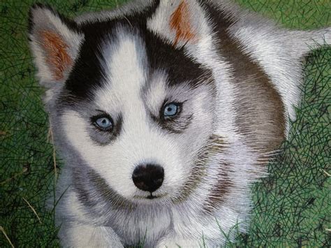 Follow me for more cute pic. Husky Puppy