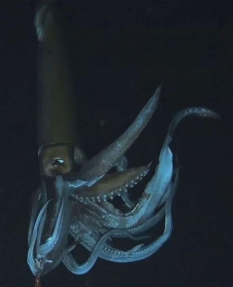 Giant Squid These Massive Squid Can Grab Prey Up To 33 Feet Away With