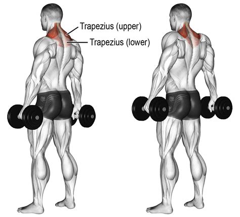Comment Effectuer Les Shrugs Haltères Shoulder Workout Traps