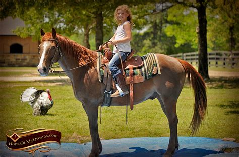 Check spelling or type a new query. Ollie | Horse of My Dreams