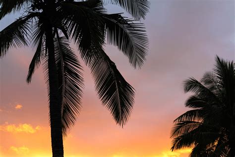 Palms Sunset Branches Wallpaper Hd Nature 4k Wallpapers Images