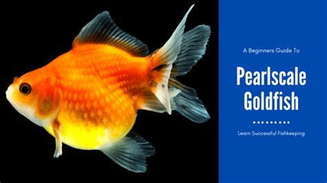 How To Care For Your Pearlscale Goldfish Aquariumstoredepot