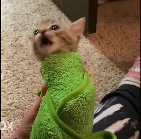 A Cat Burrito Trying To Escape 9gag