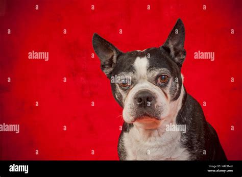 Boston Terrier Dog In Front Of A Red Backdrop Stock Photo Alamy