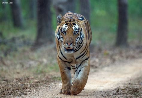 Tiger Safari India New Delhi All You Need To Know Before You Go