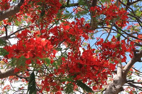 Red Flower Tree Photograph By Sabina Thomas