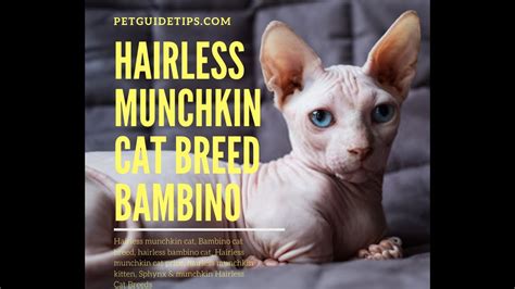 Hairless Munchkin Cat Breed Facts And Lifespan Bambino Cat Animal