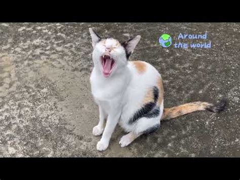 Purr Fectly Hilarious A Day In The Life Of Our Quirky Cat