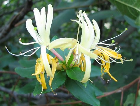 Its vines are quite heavy, so provide a sturdy structure against a building to let it grow or let it ramble over a fence. Perennial Vines for Shady Areas