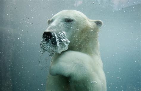 Is The Polar Bear Ready To Step Up As Canadas National Emblem