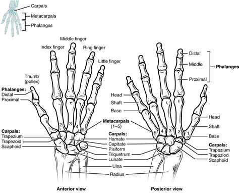 In human biology/ anatomy we have three body position recognized for study purpose. This figure shows the bones in the hand and wrist joints ...