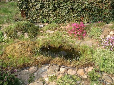 Früher konnte man sie in gärten recht häufig beobachten: Eidechsen im Garten ansiedeln? (Reptilien, Naturschutz, fauna)