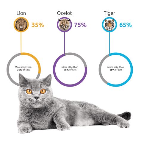 Let your local vet take a suitable sample or do it yourself with the aid of our free test kit. New DNA Test Just For Cats Can Unlock Your Feline's Breed ...