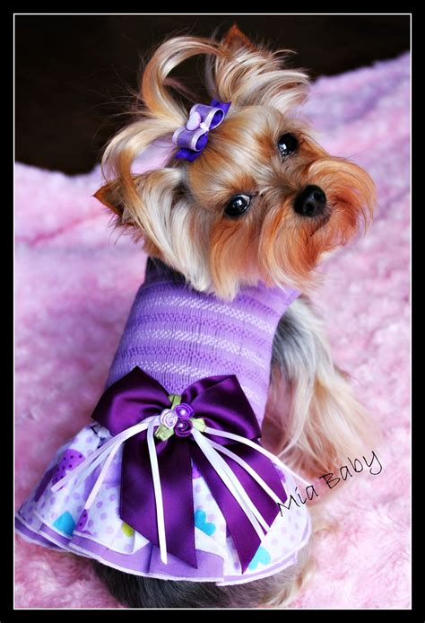 Yorkie In Purple Dress Yorkie Cute Dog Clothes Dog Fancy Dress