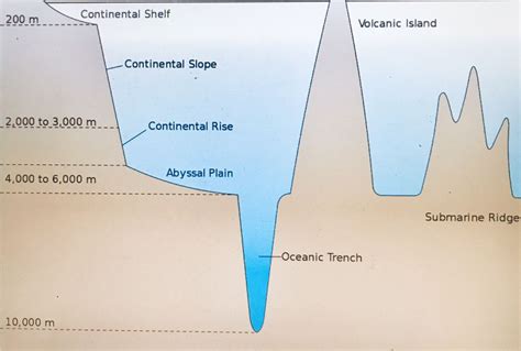 Sea Floor “oceanic Basin” Ocean Trench Continental Shelf Sea Floor