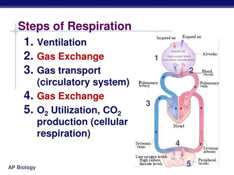 Pyruvate, the product of glycolysis, can be used in fermentation to produce. PPT - Steps of Respiration PowerPoint Presentation, free ...
