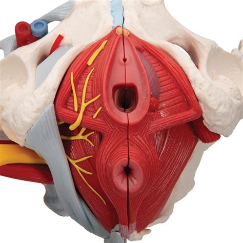 The pelvic ligaments are strong, thick bands of fibrous tissue that connect the pelvic bones. Anatomical Teaching Models | Plastic Human Pelvic Models ...