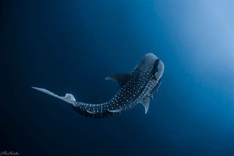 Madi Ruve's Epic Underwater Photography Explored!