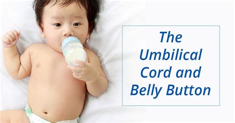 Newborns Umbilical Cordbelly Button Ask Dr Sears