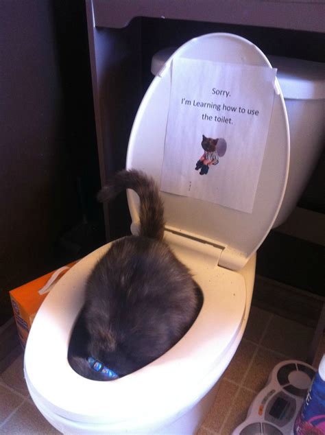 This Whole Time I Thought I Had Successfully Toilet Trained My Cat