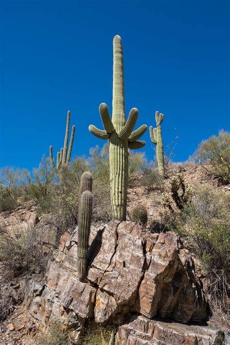Saguaro National Park — The Greatest American Road Trip