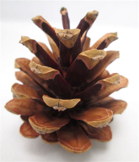 50 X Premium Organic Natural Real Scots Fir Pine Cone Etsy