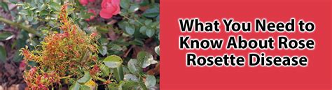 What You Need To Know About Rose Rosette Disease Smiths Gardentown