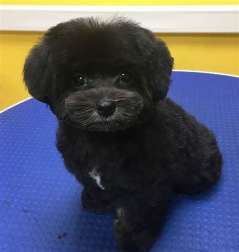15 Best Maltipoo Haircuts For Your Puppy The Paws