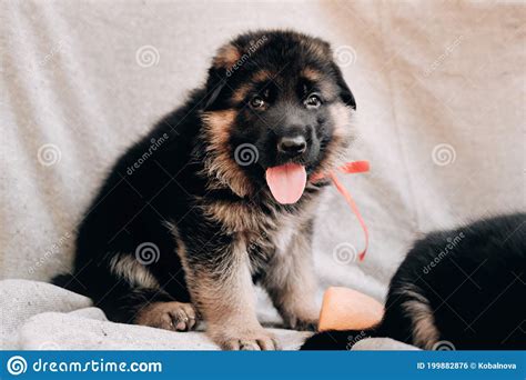 Kennel Of High Breed German Shepherd Dogs Three Adorable German