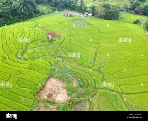 Rice Terrace At Doi Inthanon National Park Chom Thong District Chiang