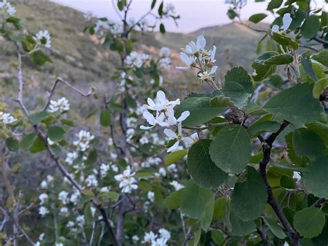 There are the large, stiff specimens that can grow to 10 feet or more in height and width. Saskatoon Serviceberry - Great Basin Seeds