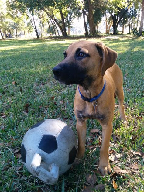 black mouth cur puppies black mouth cur info temperament training puppies nani