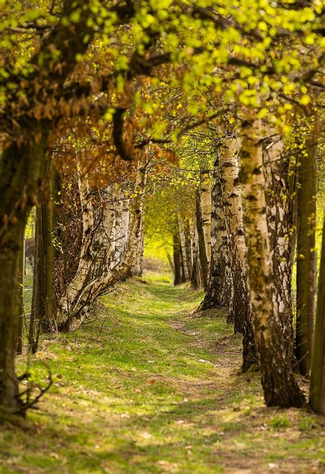 Free Image on Pixabay - Nature, Trees, Away, Avenue | Landscape, Nature ...