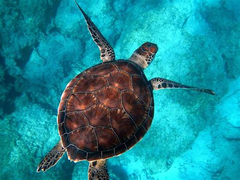 Toxic To Tasty Do Sea Turtles Eat Jellyfish Marinepatch