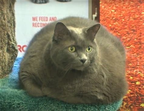 31 Pound Cat That Is Morbidly Obese Has Been Abandoned And Is Looking For A New Home