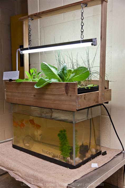 Indoor Hydroponic Garden With Fish Thuem Garden Plant