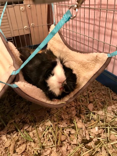 Free delivery and returns on ebay plus items for plus members. Happy Guinea pig in a hammock! : guineapigs