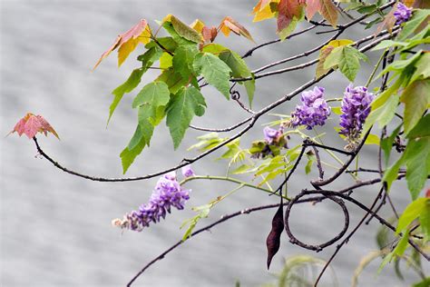 Wisteria Over The Lake Photograph By Timothy Blair Fine Art America