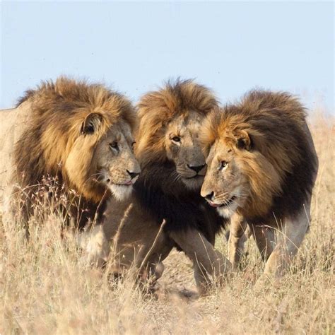 A Coalition Of Three African Lions Lions Photos Lion Pictures Wild