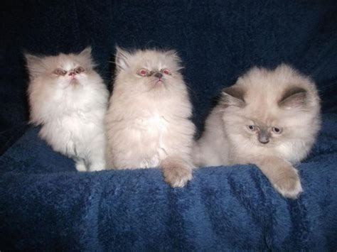 No kitten shall leave the cattery any earlier. Himalayan/Persian Kittens for Sale in Coshocton, Ohio ...