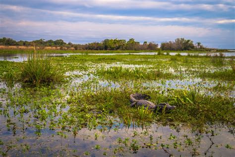 Ibera Wetlands Argentina Journey Latin America