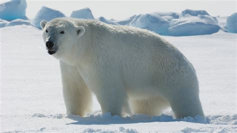 Top 10 Most Famous Arctic Animals With All Of Their Details