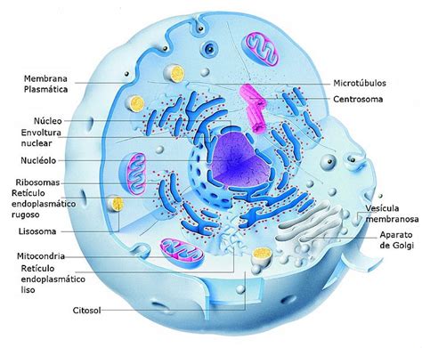 1221 La Celula Eucariota Animal Biología Y Geología 3º Eso