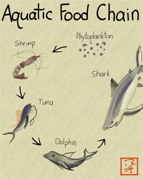 Aquatic Food Chain Diagram