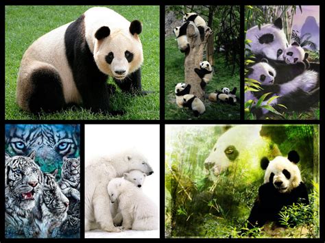 Panda Pandas Fan Art 34579982 Fanpop